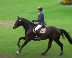 Deckhengst Grenoble van de Withoeve (Belgisches Warmblut, 2006, von Wandor van de Mispelaere D'10)