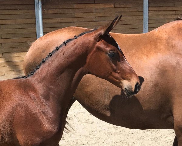 dressage horse Katharsis (Oldenburg, 2020, from Tannenhof's Fahrenheit)