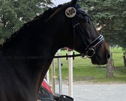 dressage horse Gattuso (Trakehner, 2014, from Grimani)