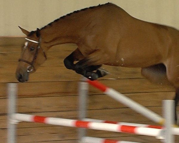 jumper Espionne de Riverland (Selle Français, 2014, from Qlassic Bois Margot)