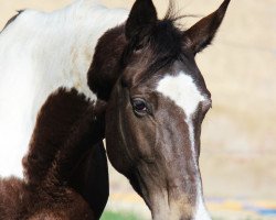 jumper Memory 133 (German Warmblood, 2013, from Magic Color)