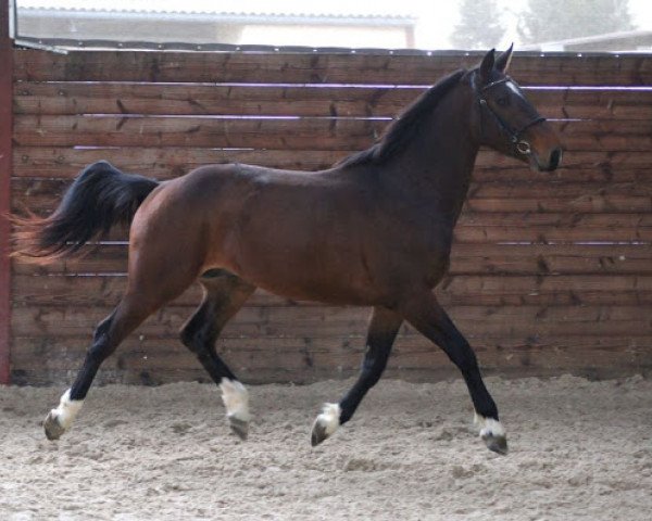 jumper Avenir de Riverland (Selle Français, 2010, from Qlassic Bois Margot)