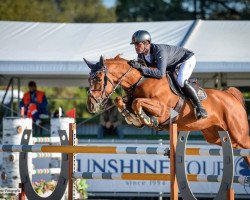 jumper Minuit van het Grootveldhof (Belgian Warmblood, 2012, from Emerald van 't Ruytershof)