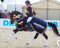 Dressurpferd Dancing Daylight NRW (Deutsches Reitpony, 2013, von Dreidimensional AT NRW)