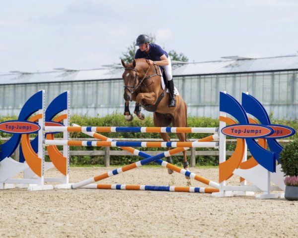 jumper Emirats de Riverland (Selle Français, 2014, from Nabab de Rêve)