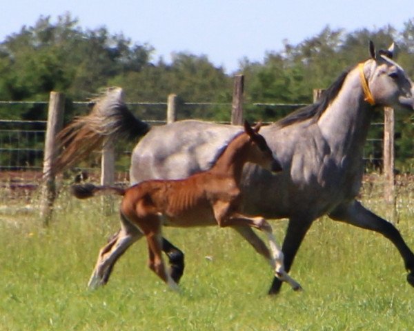 Zuchtstute Grace de Riverland (Selle Français, 2016, von Zirocco Blue)