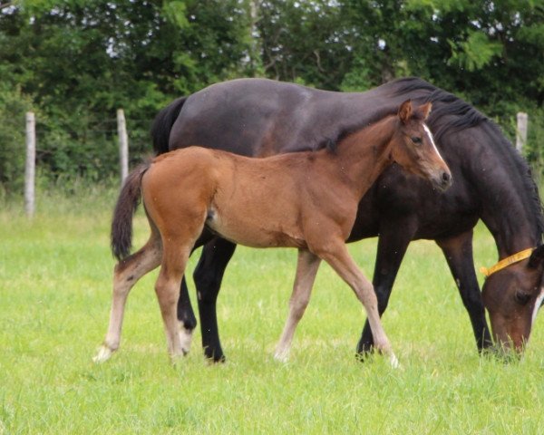 broodmare Symphony de Riverland (Selle Français, 2006, from Papillon Rouge)