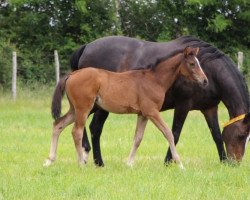 broodmare Symphony de Riverland (Selle Français, 2006, from Papillon Rouge)