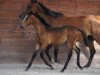 broodmare Bonnie des Hayettes (Belgium Sporthorse, 2007, from Nabab de Rêve)