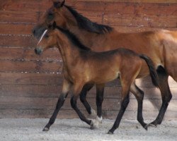 Zuchtstute Bonnie des Hayettes (Belgium Sporthorse, 2007, von Nabab de Rêve)