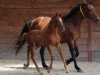 broodmare Presence de Riverland (Selle Français, 2003, from Kannan)