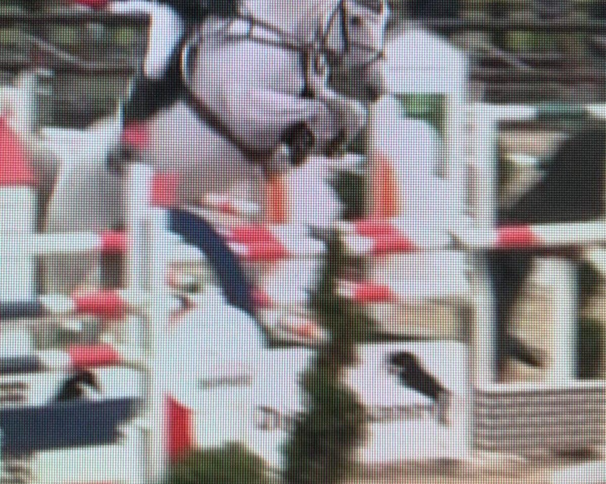 Springpferd Chester 278 (Westfale, 2009, von Capilano)