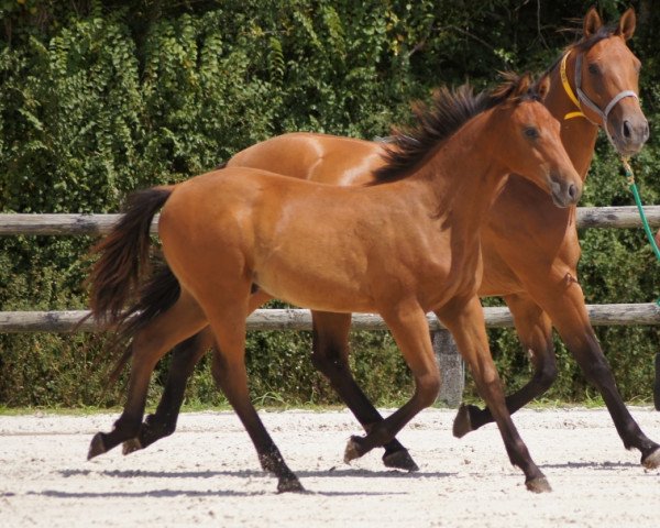 broodmare Betelgeuse d'Acheronte (Sella Italiano, 2013, from Quick Star)