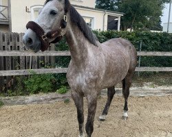 jumper Horse Gym's Classina (German Sport Horse, 2015, from Casalito)