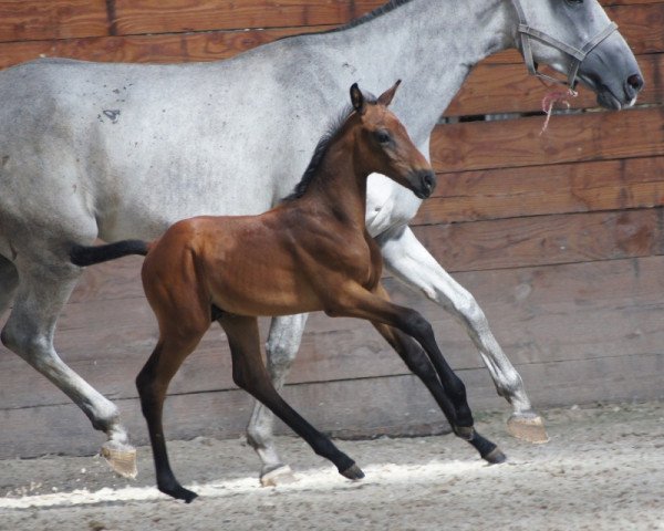 Springpferd Instant de Riverland (Selle Français, 2018, von Quinoto Bois Margot)