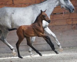 Springpferd Instant de Riverland (Selle Français, 2018, von Quinoto Bois Margot)