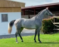 Springpferd Guepard de Riverland (Selle Français, 2016, von L'Arc de Triomphe)