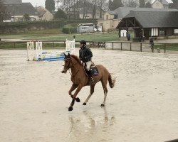 jumper Granit de Riverland (Selle Français, 2016, from Qlassic Bois Margot)