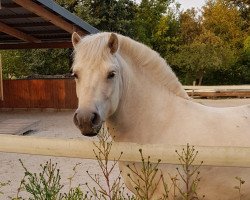 Pferd Mister Rausch (Fjordpferd, 2015, von Rudsmo Remi)