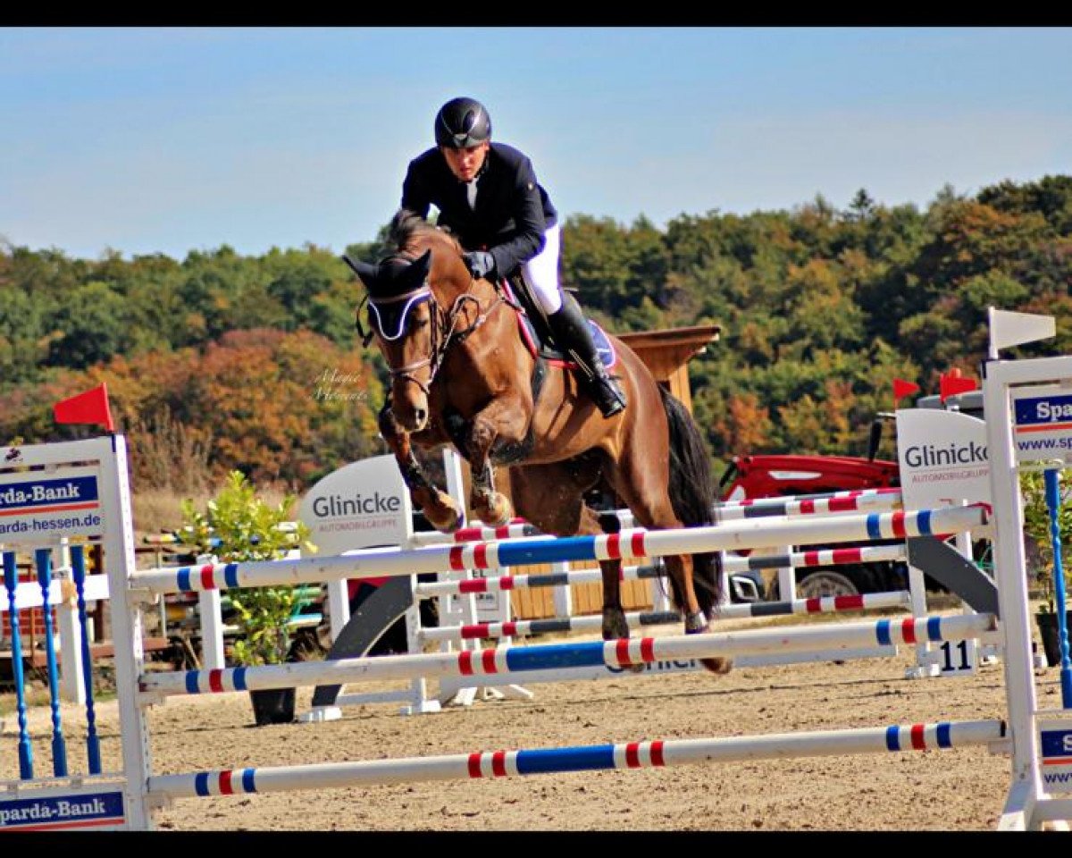 broodmare Pmh Giormani (Oldenburg show jumper, 2014, from Collado)