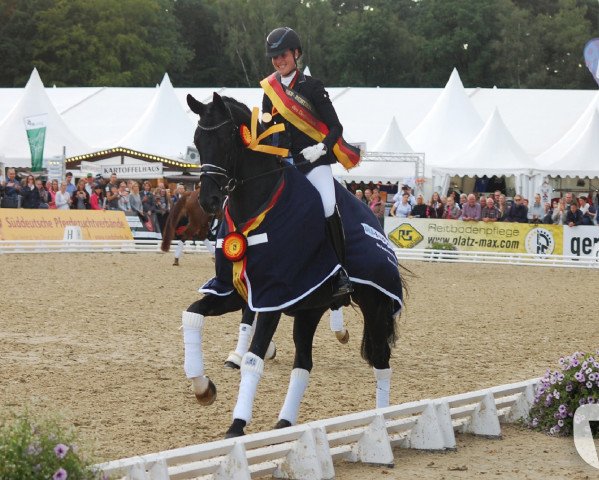 dressage horse Devonport (Hanoverian, 2013, from Dancier)