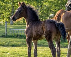 Springpferd Prideful B (KWPN (Niederländisches Warmblut), 2020, von Panenka de Kalvarie)