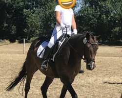 dressage horse Jessy (Deutsches Reitpony, 2013, from Jacky Boy)