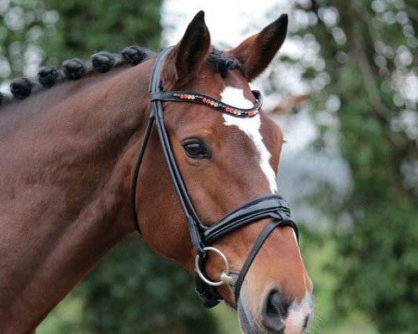 dressage horse Lavita As (Westphalian, 2011, from Lissaro)