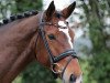 dressage horse Lavita As (Westphalian, 2011, from Lissaro)