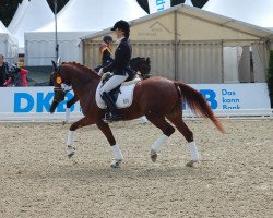 dressage horse Camino Royal (German Riding Pony, 2013, from FS Cracker Jack)