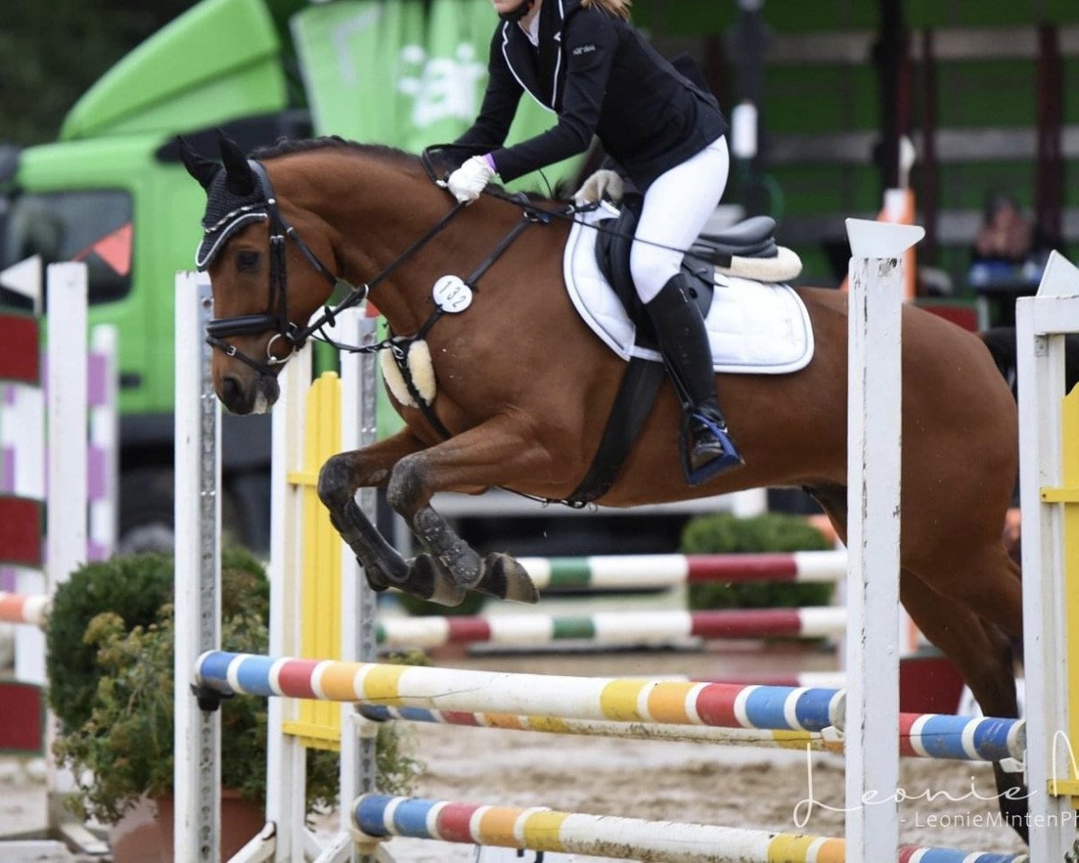 Pferd Orchid's Arnoud (New-Forest-Pony, 2011, von Kantje's Carlando)