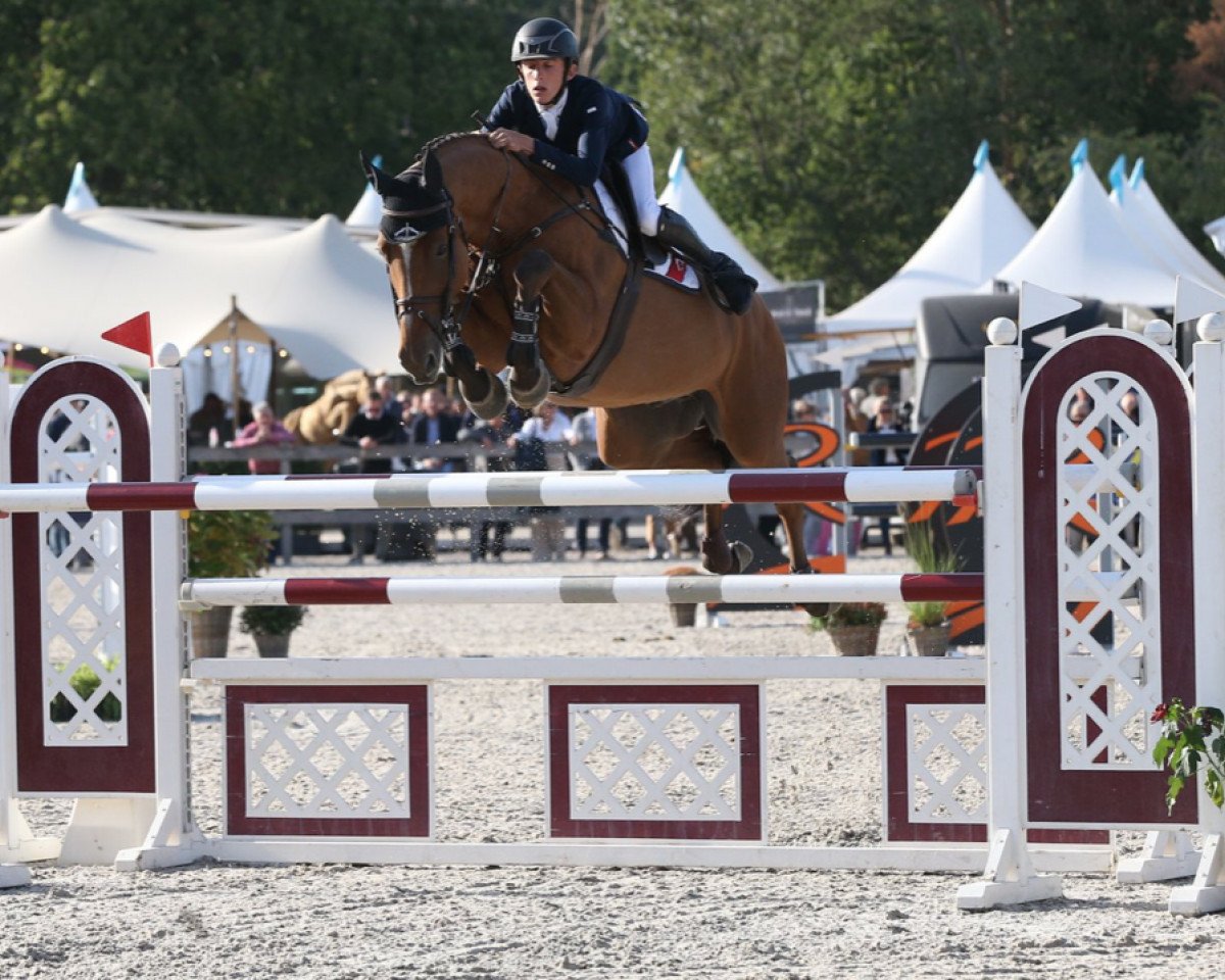 jumper Italy Hdh (KWPN (Royal Dutch Sporthorse), 2013, from Cream On Top)