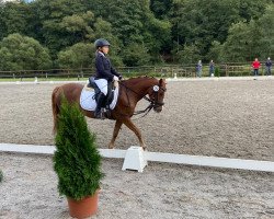 Zuchtstute Magic Lady 24 (Deutsches Reitpony, 2012, von Samorens Maestro)