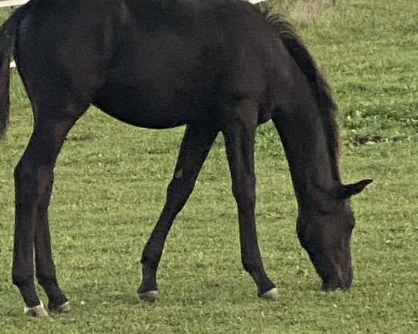 dressage horse Mephisto (Oldenburg, 2020, from Morricone)