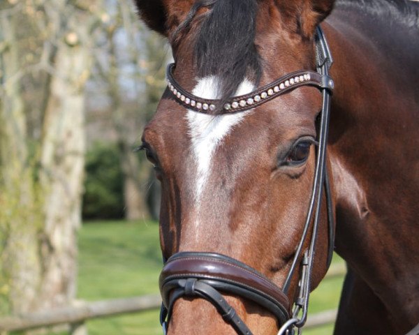dressage horse Laromi (Oldenburg, 2008, from Glock's Romanov)