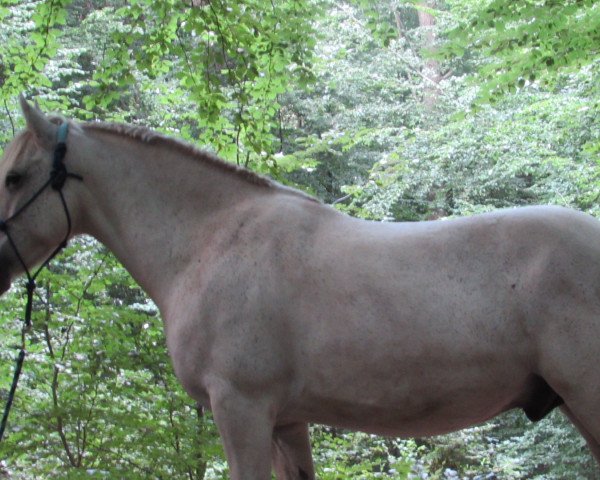 Pferd Granda Grey (Welsh-Cob (Sek. D), 2013)
