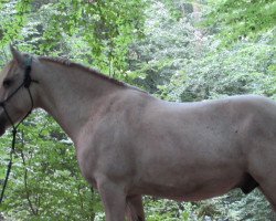 horse Granda Grey (Welsh-Cob (Sek. D), 2013)