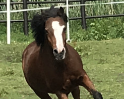 dressage horse Little Joe (Welsh, 1996)