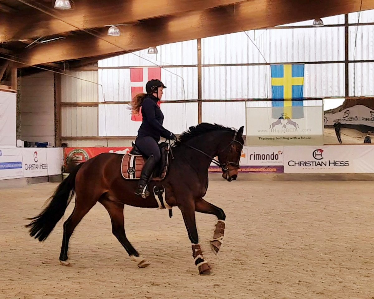 broodmare Re' action (Oldenburg, 2010, from Sandro Hit)