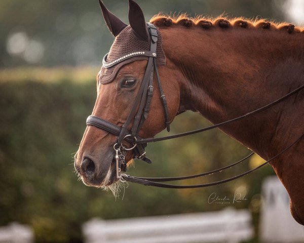 dressage horse Carlito L (Oldenburg, 2007, from Check In 2)
