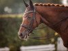 dressage horse Carlito L (Oldenburg, 2007, from Check In 2)