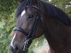 dressage horse Chapeau (Westphalian, 2007, from Colmani)