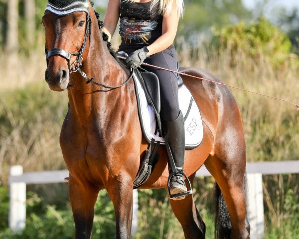 Dressurpferd Majesty 9 (Deutsches Sportpferd, 2015, von Métall)