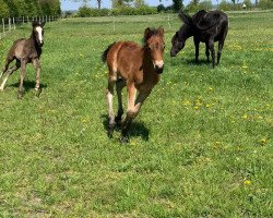 Dressurpferd Jenny Miami (Deutsches Reitpony, 2020, von Mescal 15)