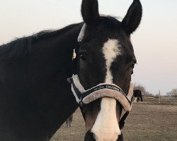 horse Graf Gustav (Hanoverian, 2002, from Graf Grannus)