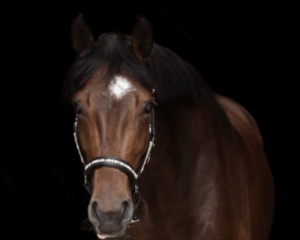 dressage horse Romina 463 (Westphalian, 2015, from Rapace)