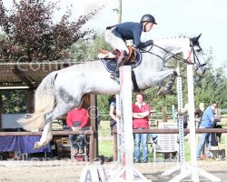 broodmare Cortessa O (German Warmblood, 2008, from Cornet Fever)