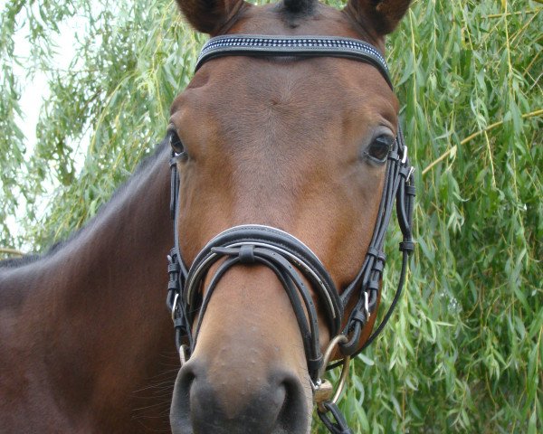 dressage horse Peruaner 3 (Trakehner, 2005, from Herzkristall)