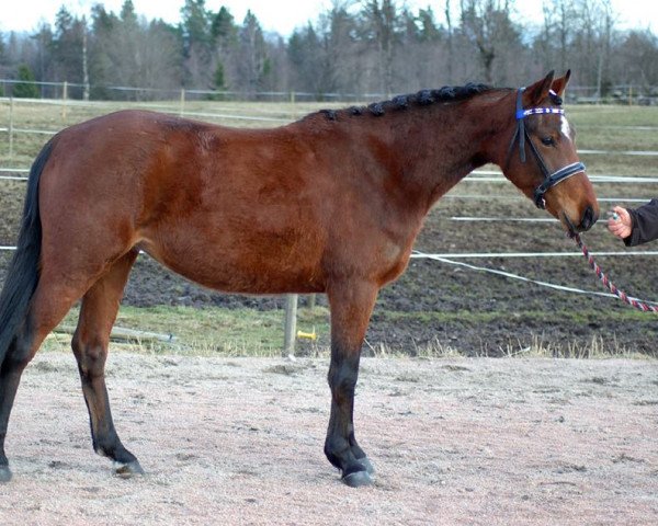 broodmare Impala (Swedish Riding Pony, 2012, from Cartier)
