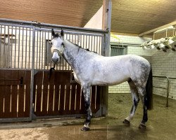 jumper Handsome 14 (KWPN (Royal Dutch Sporthorse), 2012, from Calypso)